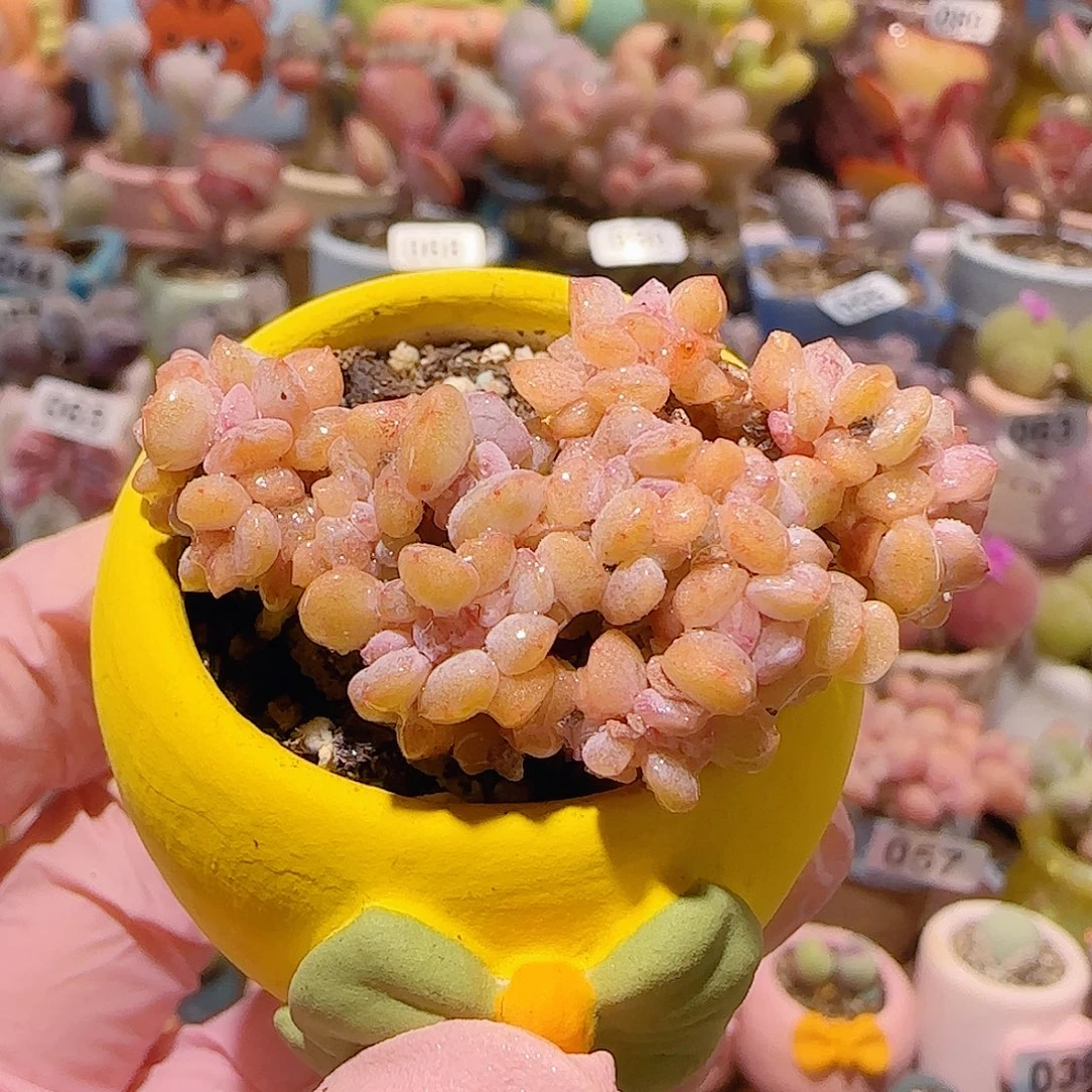 T胭脂缀化盆口3cm