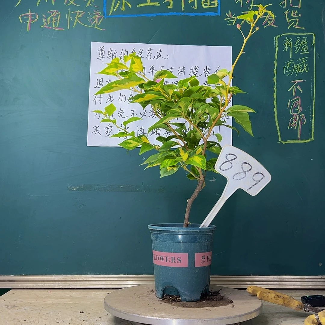当前无花栽培后可以开花开播 金心橙白 889