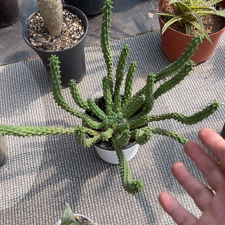 无花朵实生九头龙块根