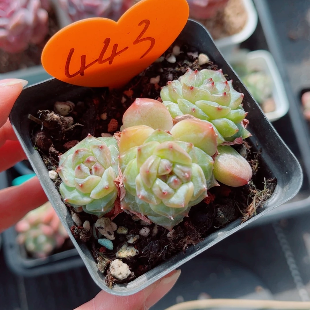 443号小老桩珍妮群