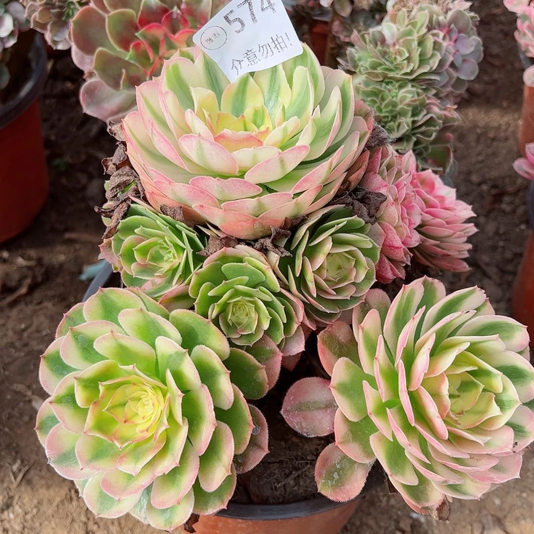 无花朵多肉植物574