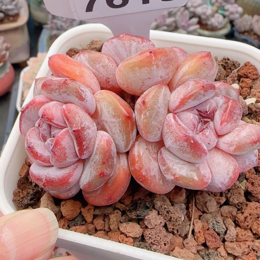 多肉植物7615………..