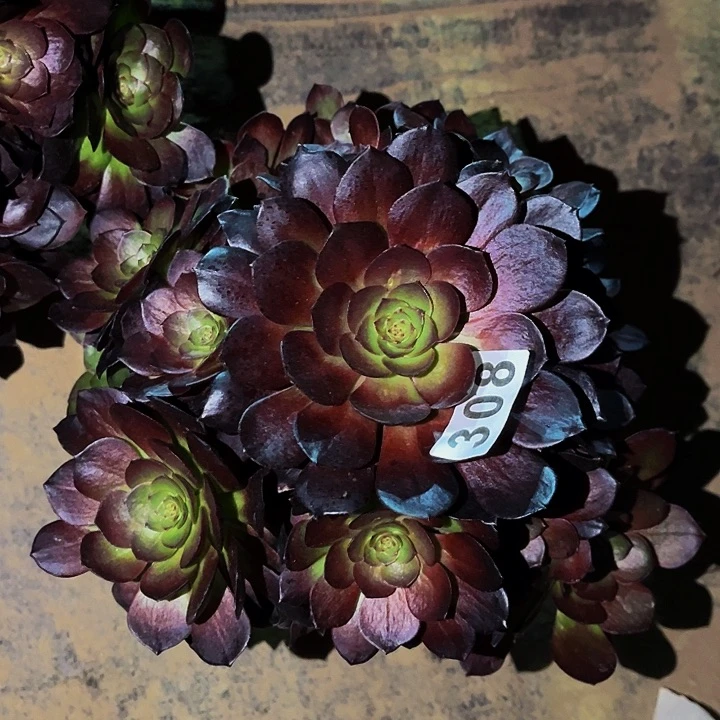 308黑骑士多肉植物