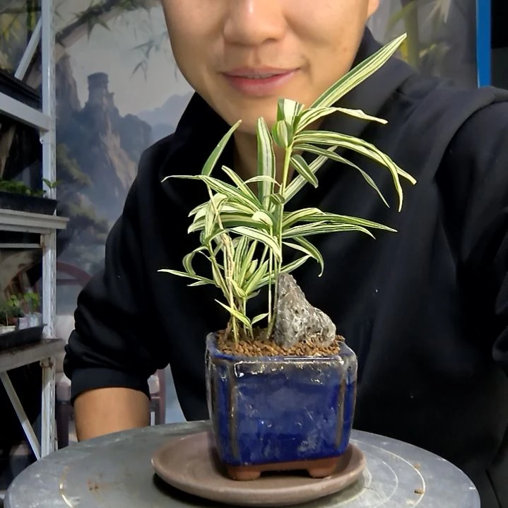 马**功中青园艺一物一拍282