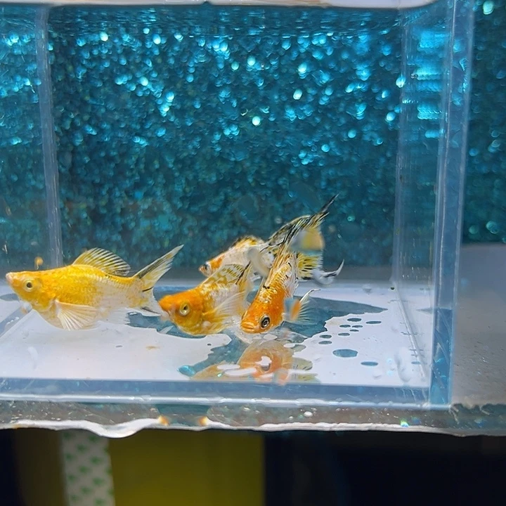 缸***良海水鱼三色三公一母