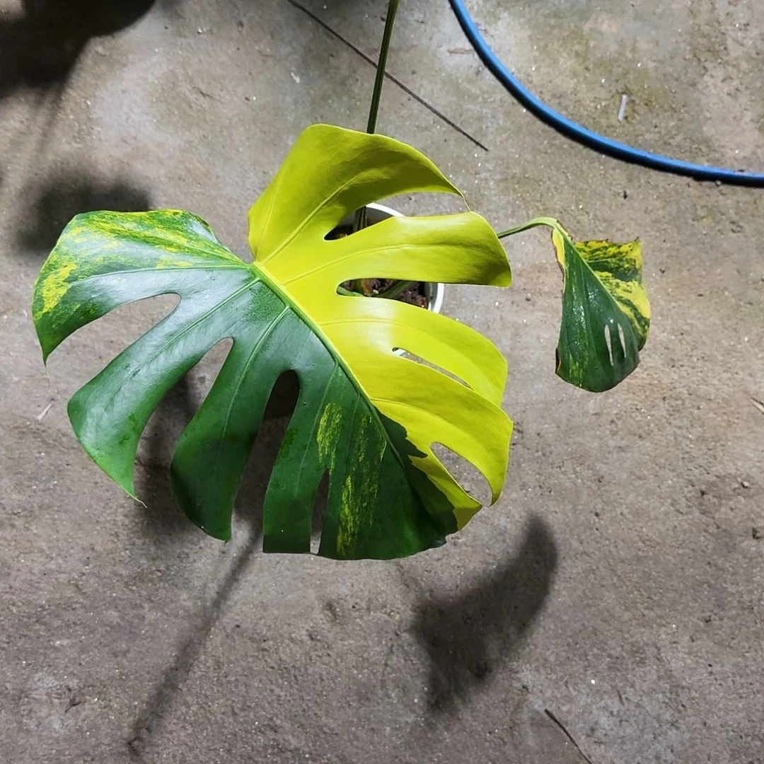 全部花朵张***瘩龟背竹植物一物一拍