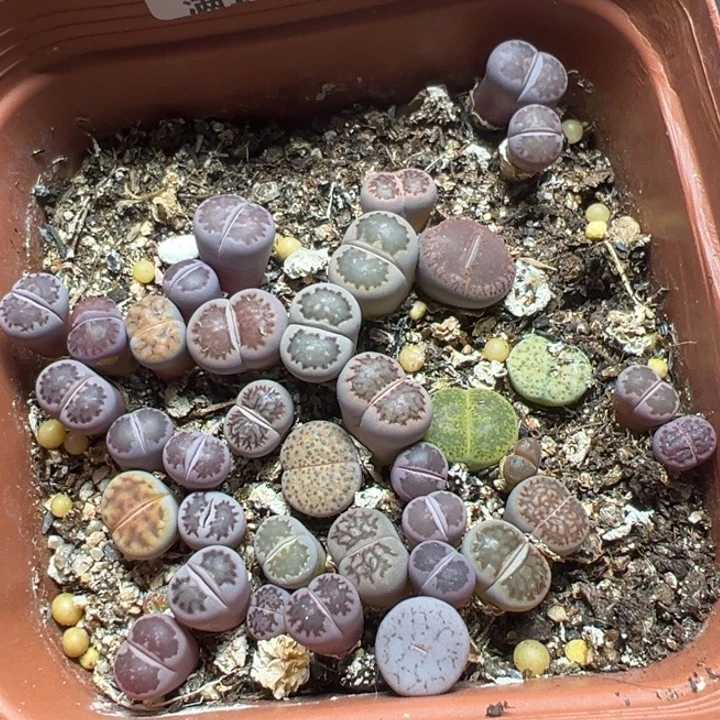【闪购商品】 136。