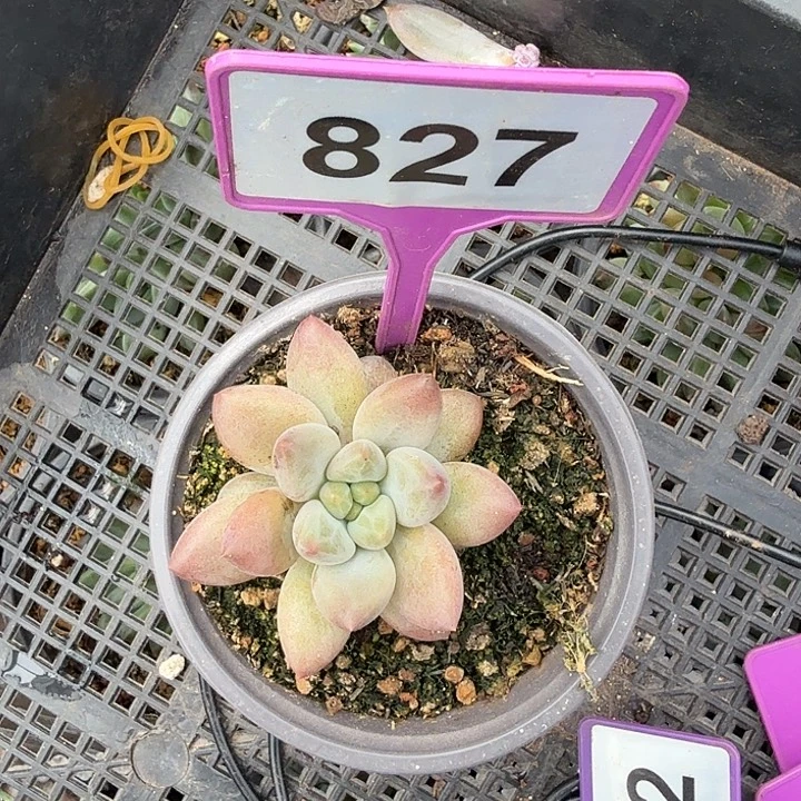 野***狸多肉植物水晶球827