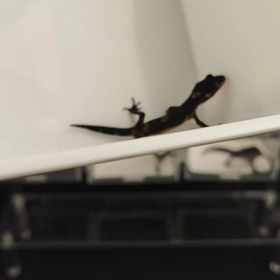 豹纹守宫豹纹守宫黑夜母