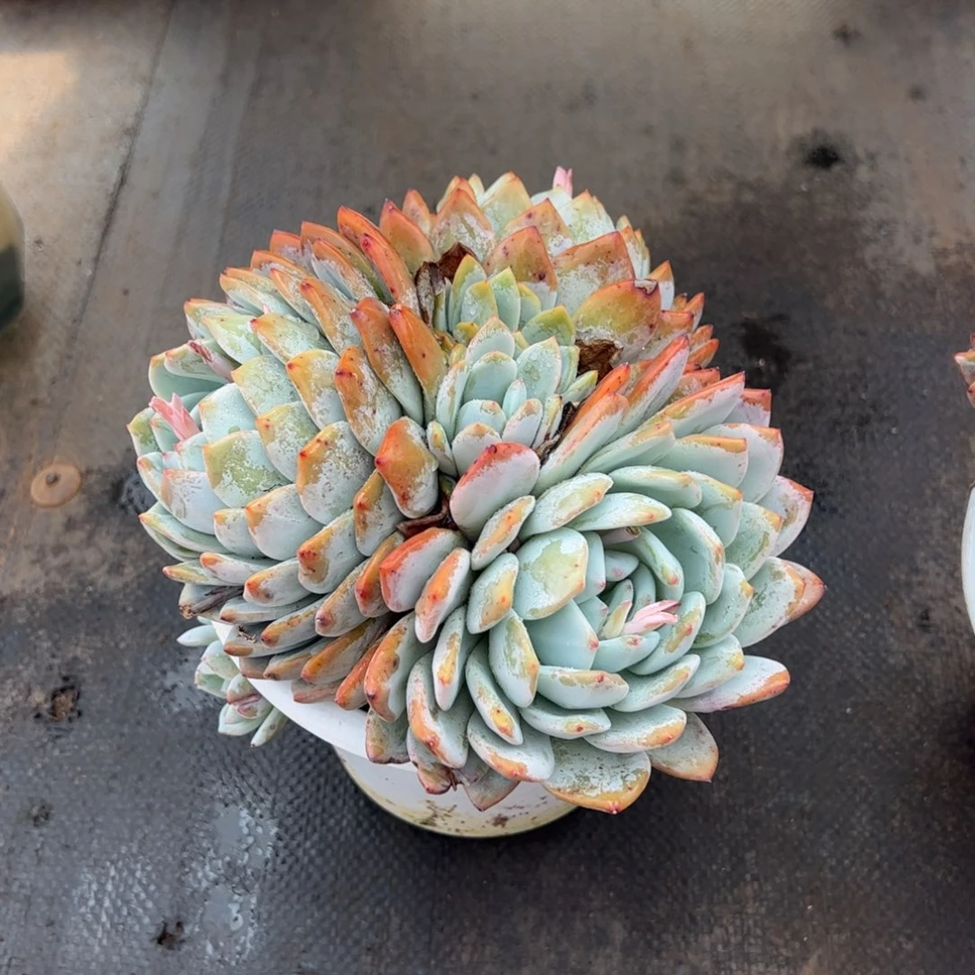 橙梦露16cm起发多肉