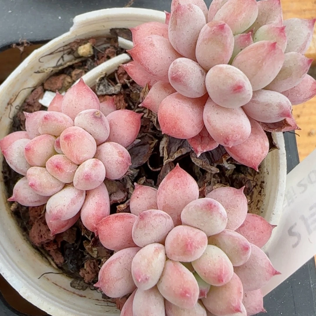 花语逸境0216-306