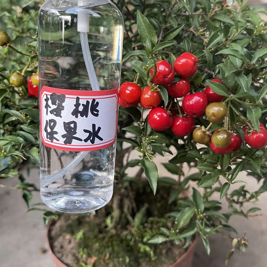 台湾李氏樱花保果肥