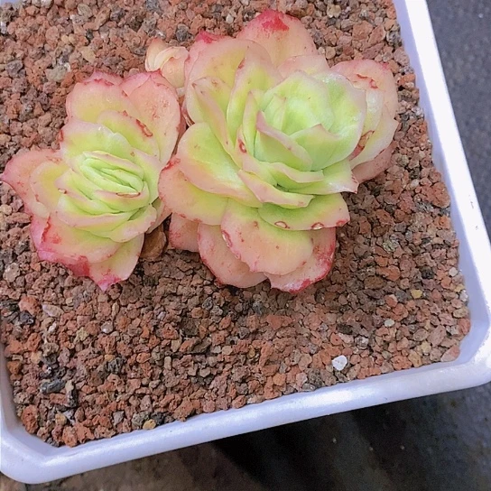 小*灵冰玫瑰锦多肉植物