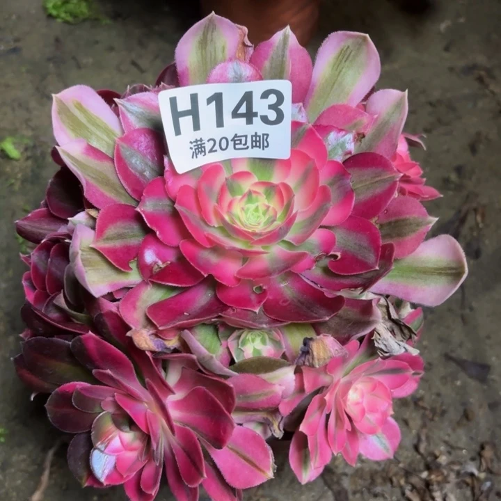 ?****?瑞妈多肉植物143