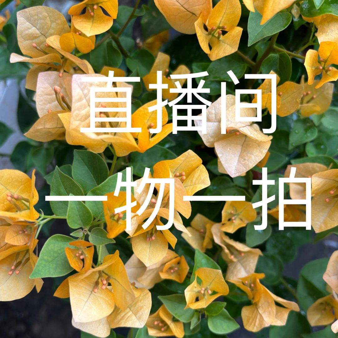 福建漳州三角梅小红盆