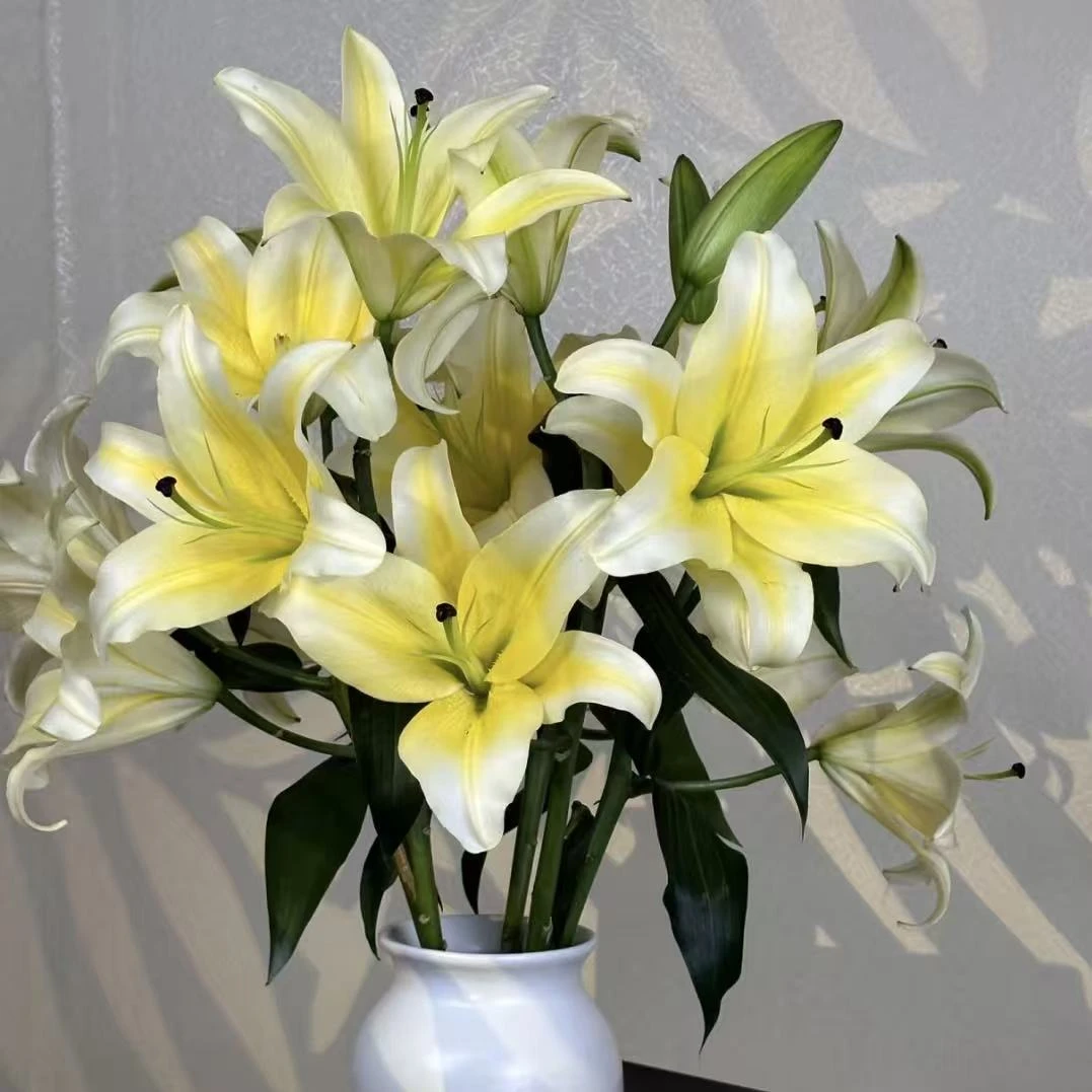 黄天霸香水百合盆栽庭院阳台种植花苞状态发货盆栽