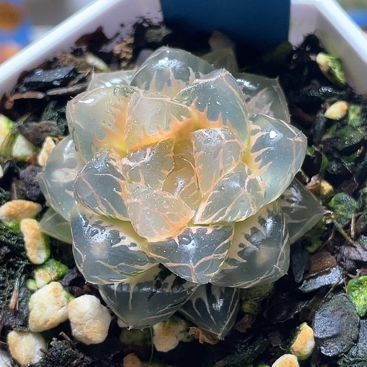580糊斑水中月锦特选福利