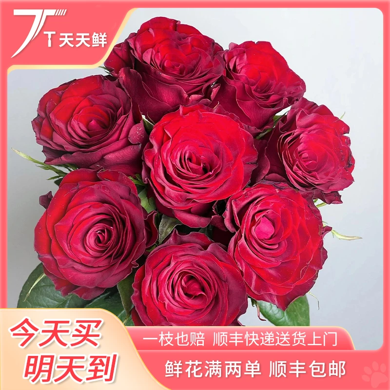 明日达【 9支 高原红玫瑰 】鲜花任意两单顺丰送货上门