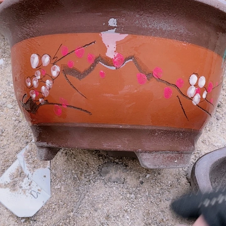 紫砂红富贵点菜大花片佳品