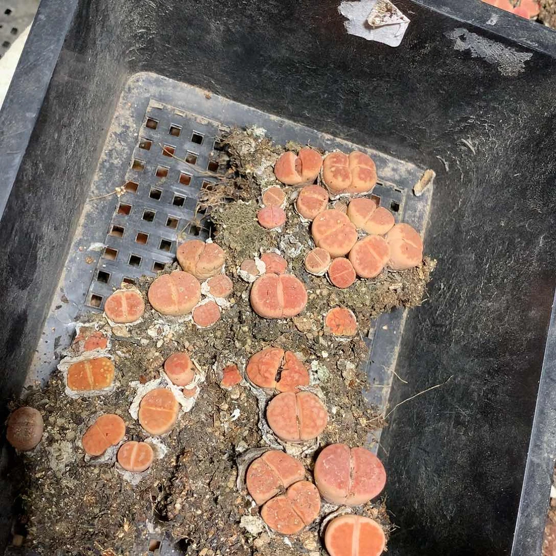 蓝*W23多肉植物保护