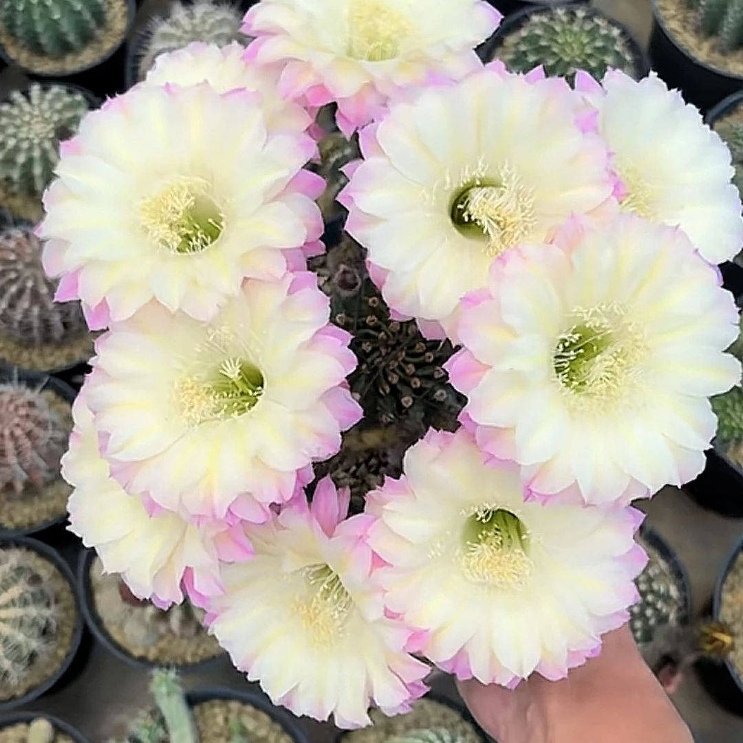 马丙彩草无根侧芽3cm一个满30包邮多肉植物仙人球