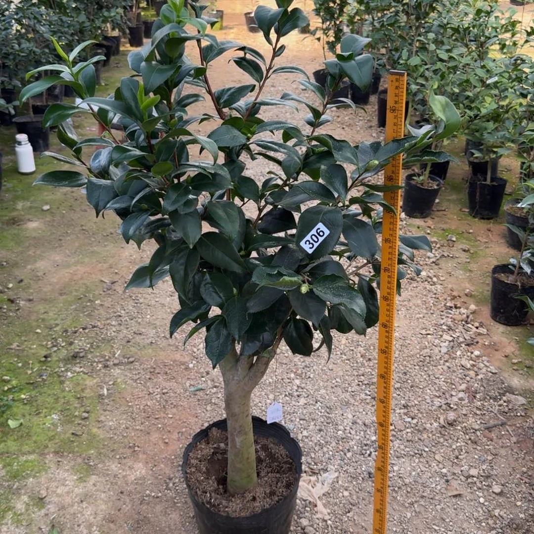 少量花朵（建议范围：2朵-5朵 或40%以下）306皮斯依莲友之浦赛系6刀