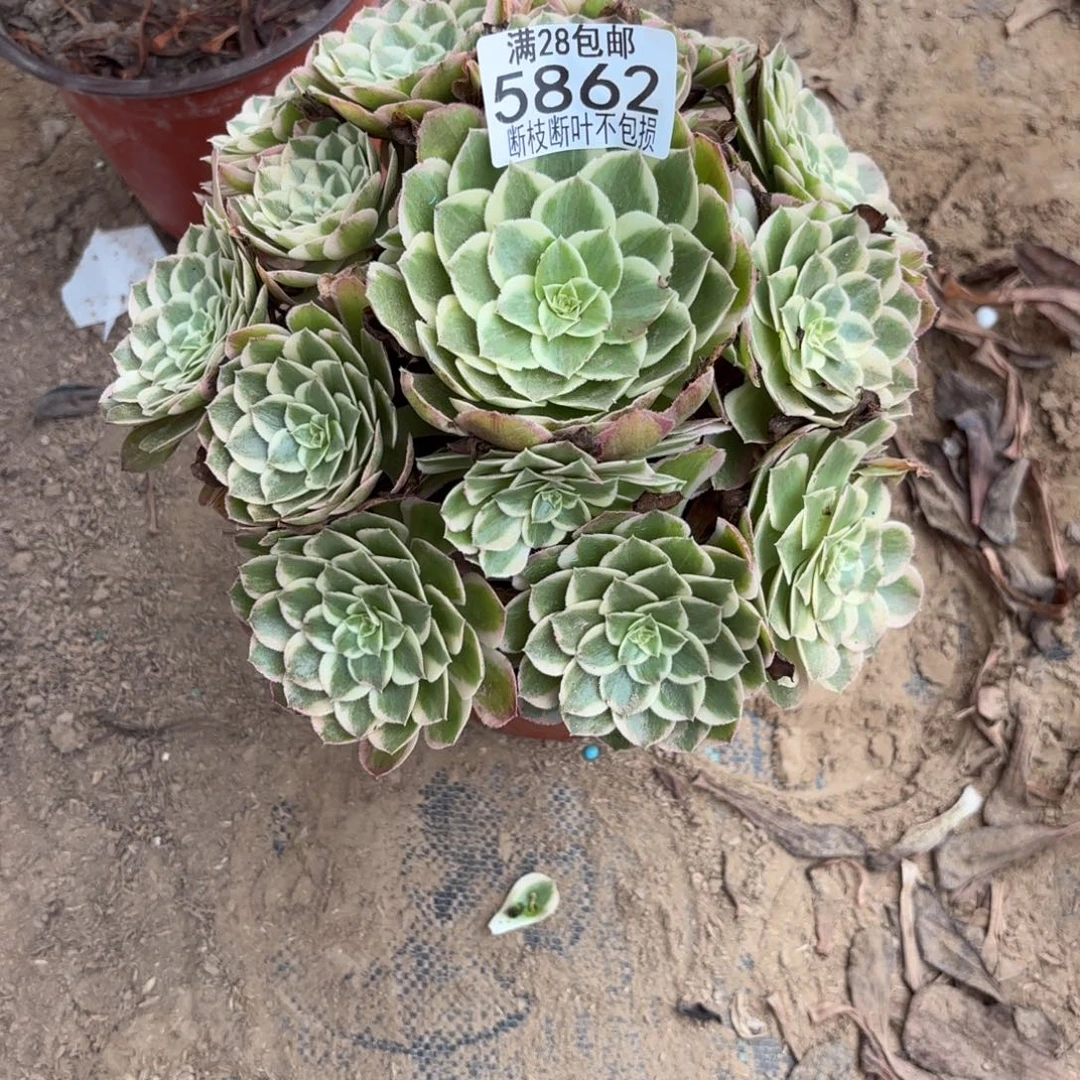 P. 5862孔雀翎多肉12566