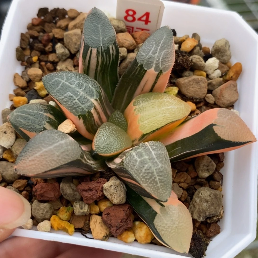 84网纹克锦一物一拍