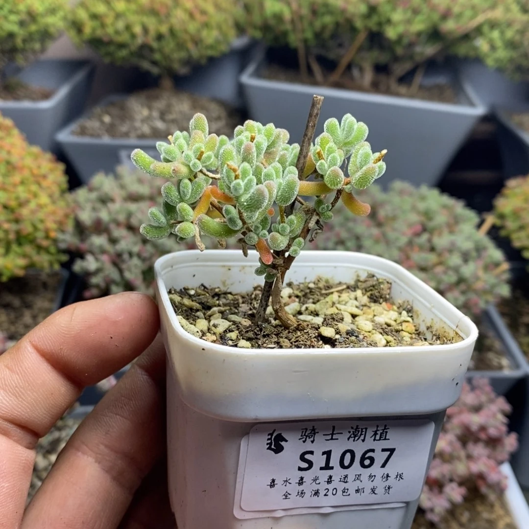 1067优选冰晶枝干