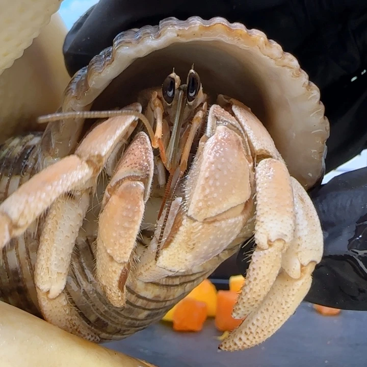 A42奶橘色灰白2.5cm口径