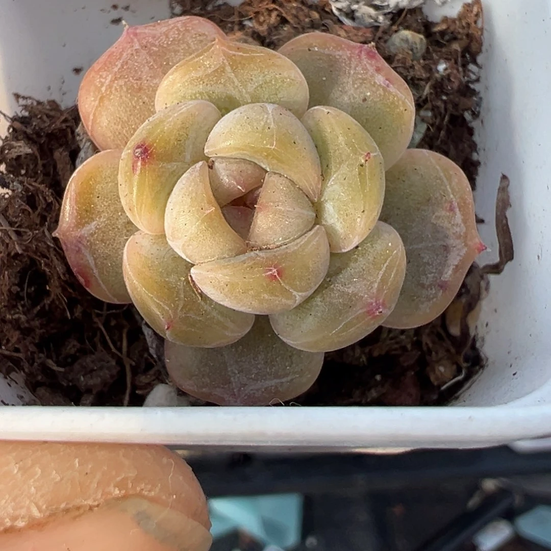 小卡拉米糖心一物一拍