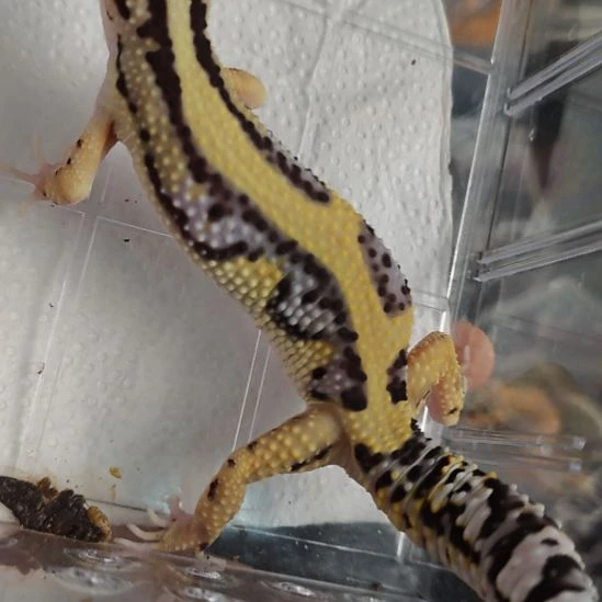 豹纹守宫豹纹守宫土匪公