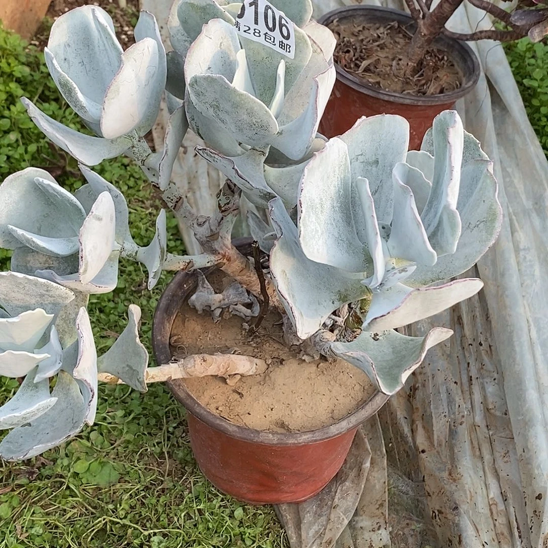 106 多肉植物不包断枝