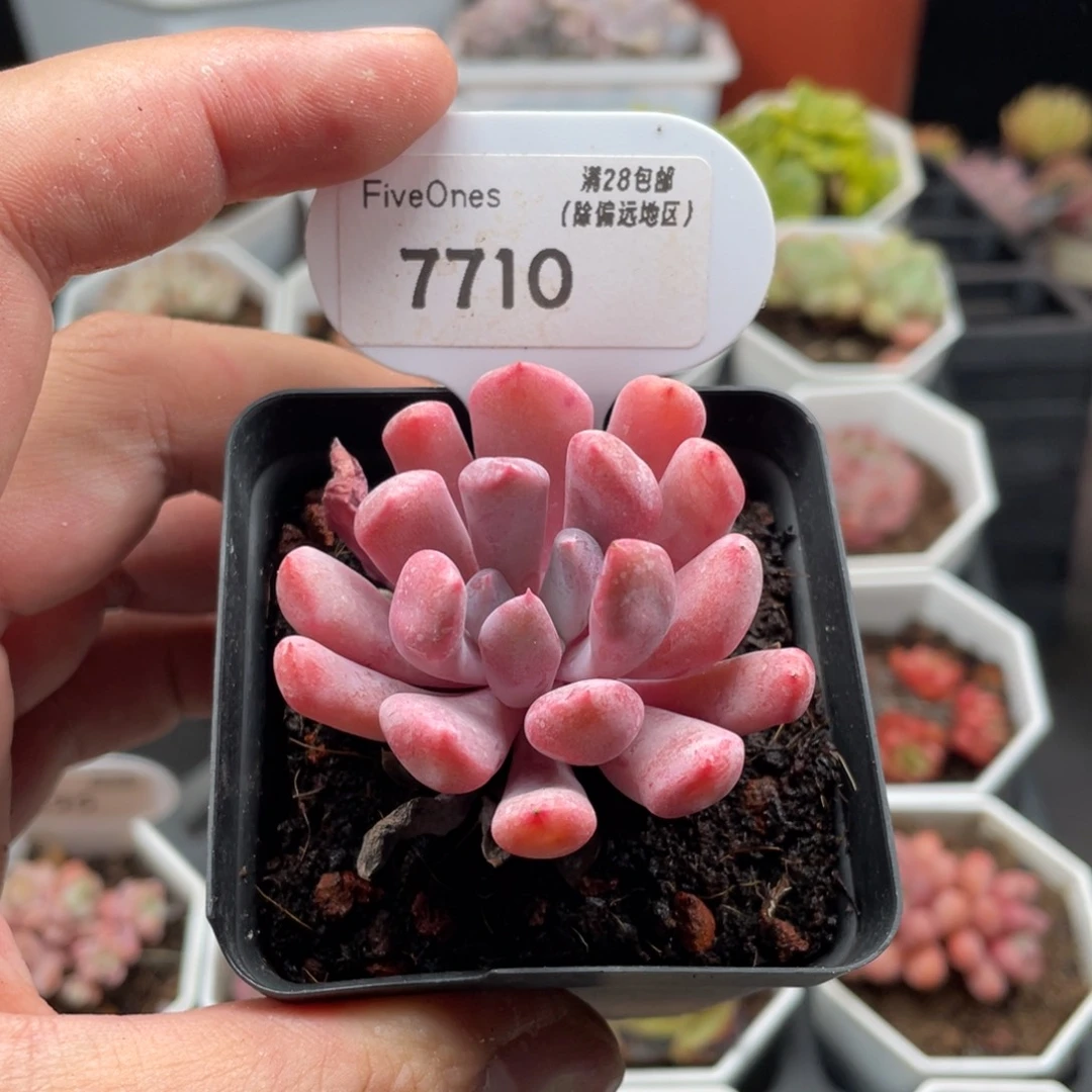 丘比特7710-5厘米