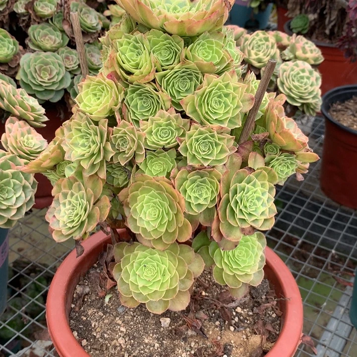 626雨荷多肉植物特价