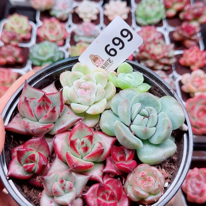 多肉植物多肉植物