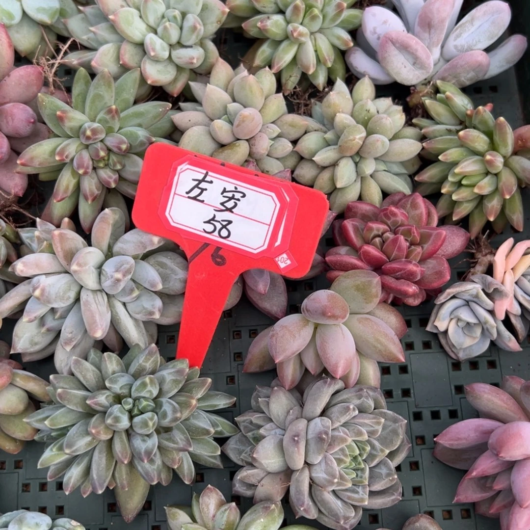 左***安左安58。