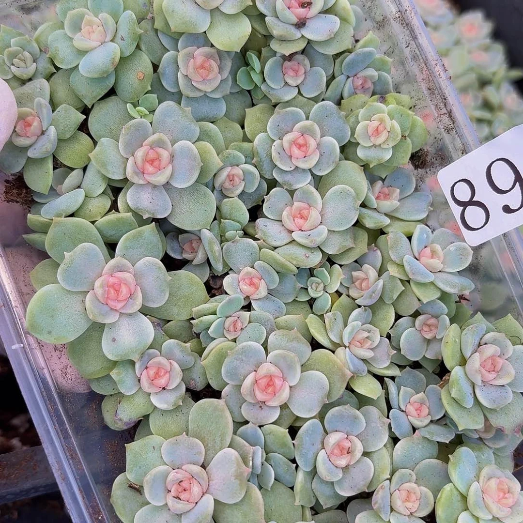 兰*多肉植物多肉植物898