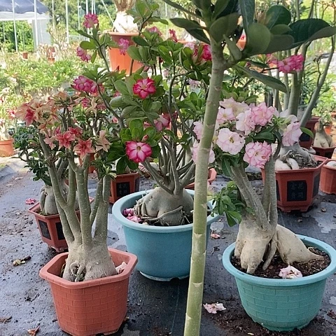 【闪购商品】无花朵如**尘绿植
