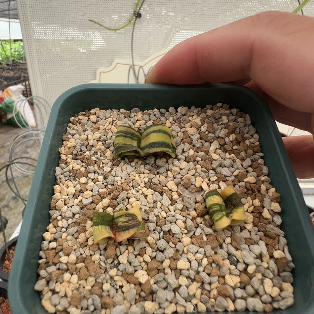 晓***耐多肉植物专拍 一物一拍 南非