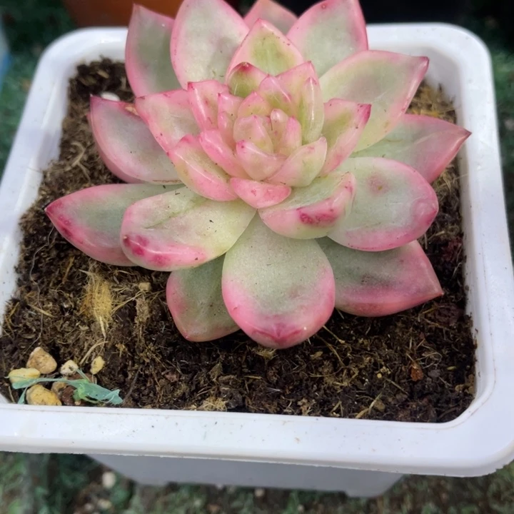 秋可园艺 冰月亮锦