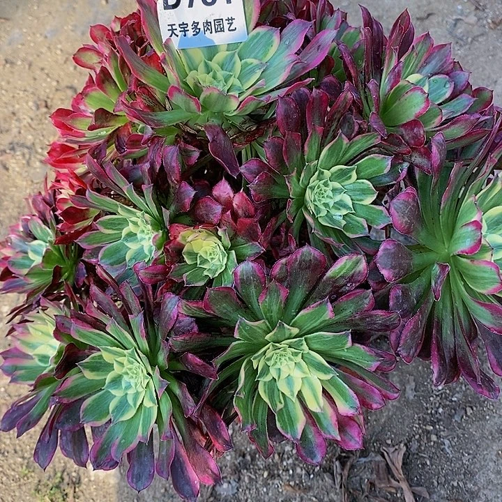 金**苑多肉法师781多肉