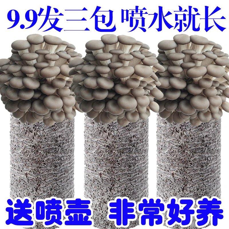 非常好养蘑菇菌包好养喷水就长食用菌菌棒平菇种植包菌菇包菌种包