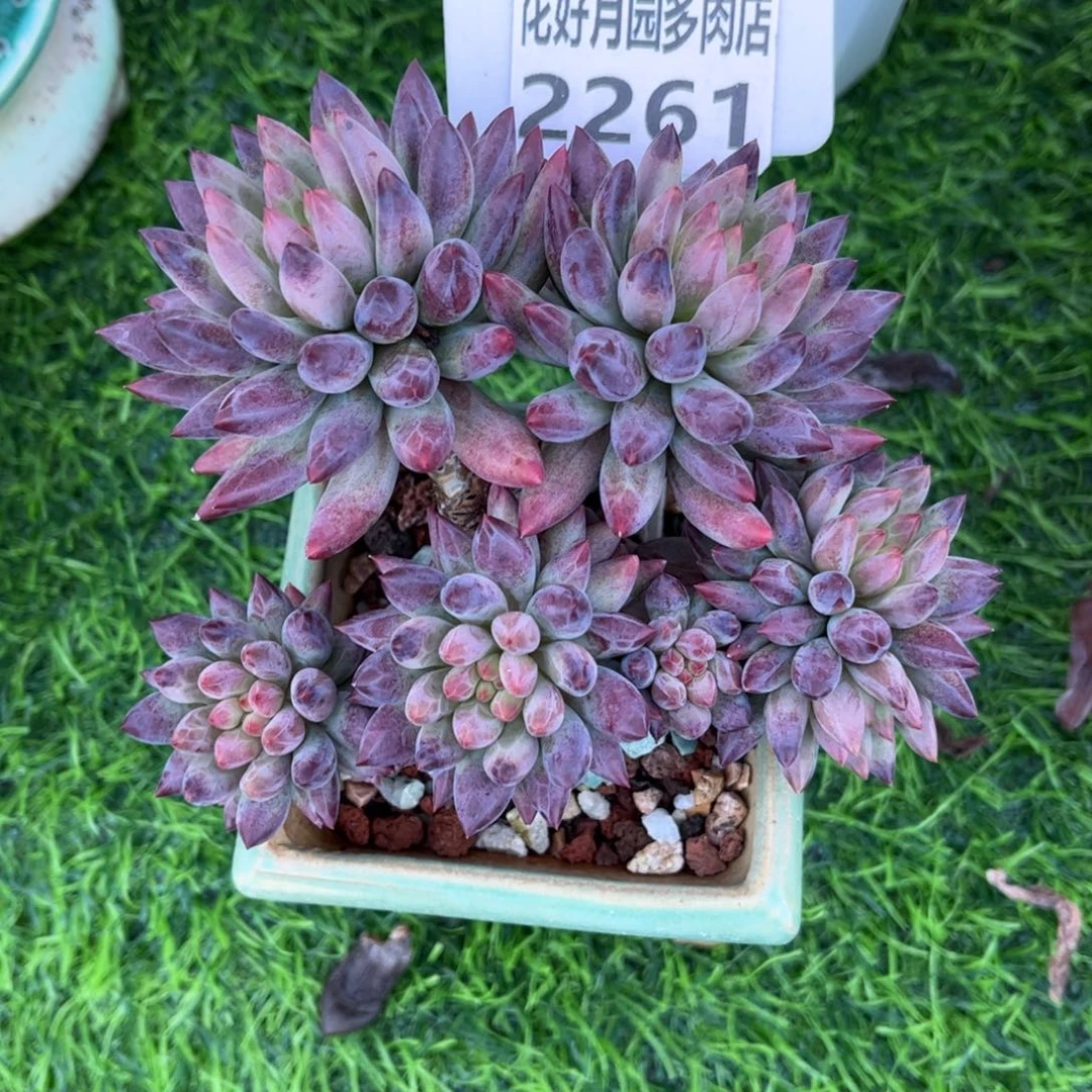冉***姐多肉植物2261不带盆