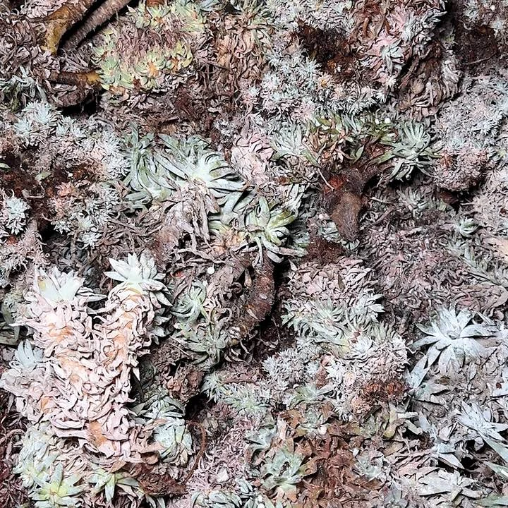 瑕疵框拍不售后5颗起