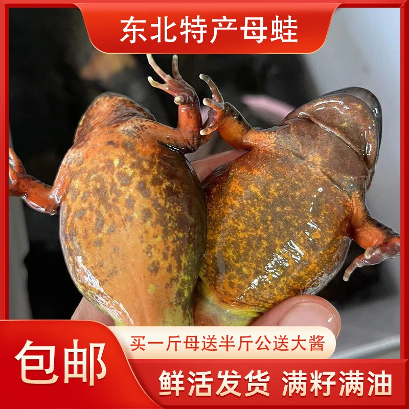 鲜活东北特产母林蛙包邮到家送公蛙送东北大酱