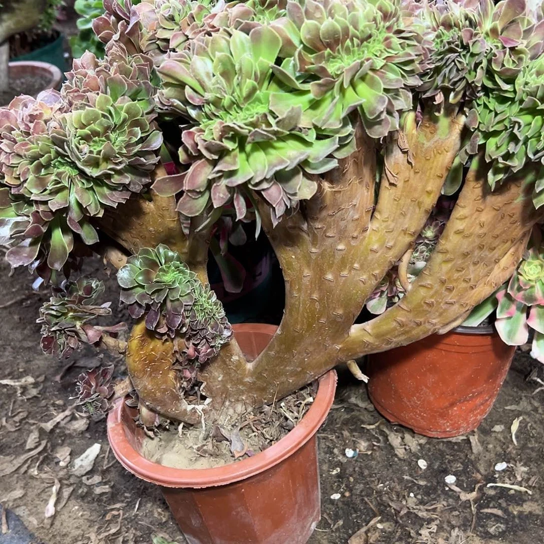 多140肉植物玫瑰缀花