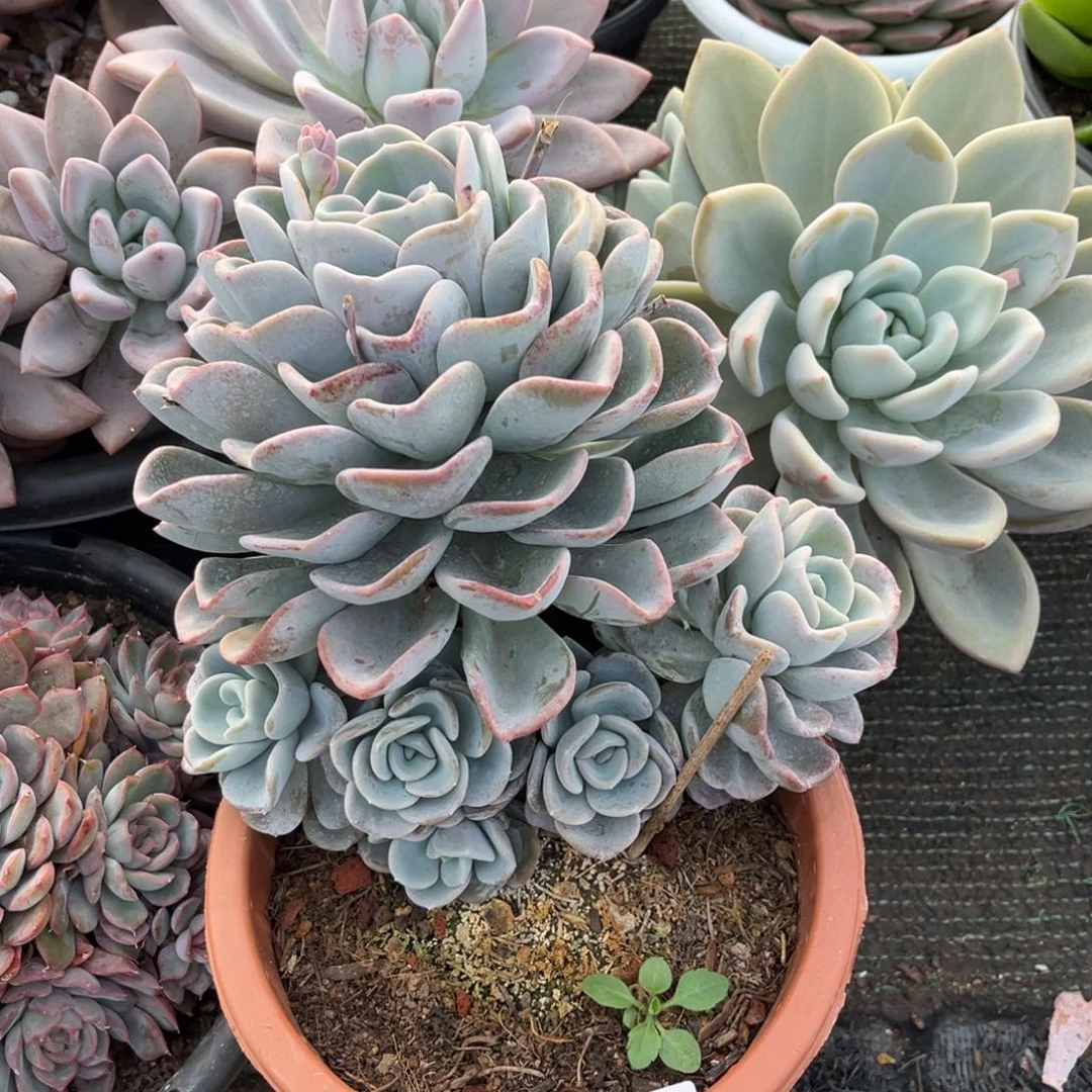 209美尻多肉植物……