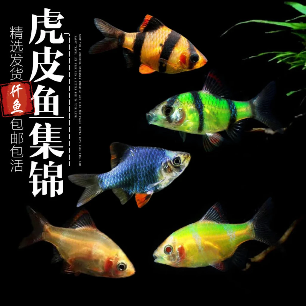 青苹果荧光虎皮鱼热带小型观赏鱼翡翠绿虎皮西瓜虎皮新手好养耐活