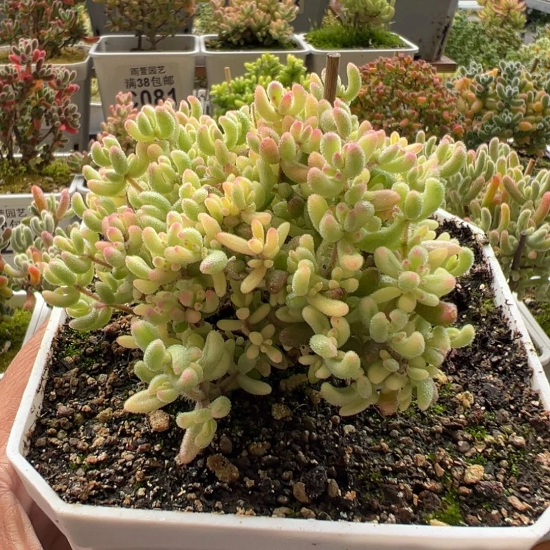 10-357枝干番杏多肉红宝石锦十方盆老桩